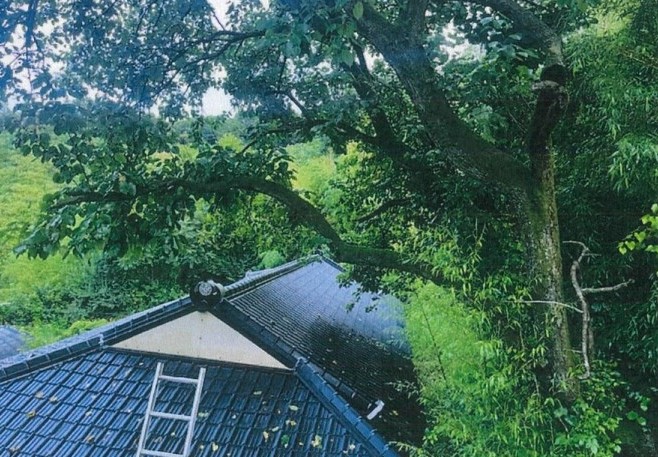 청주시, 가옥피해 위험 있는 수목 제...