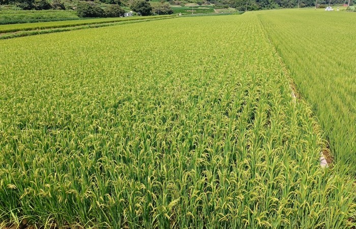 사천시, 친환경벼 재배단지에 미생물제...